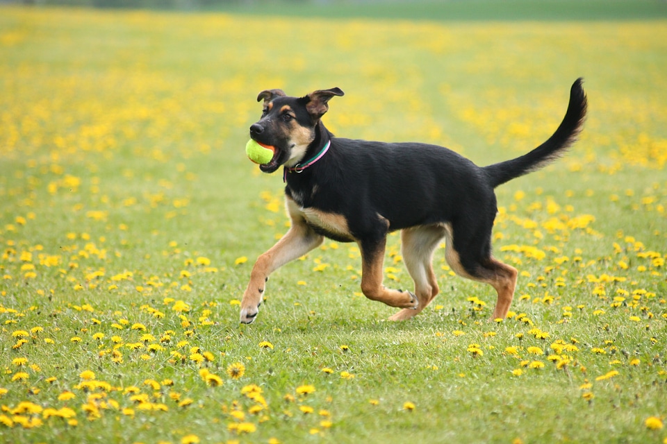 Dog puppy meadow