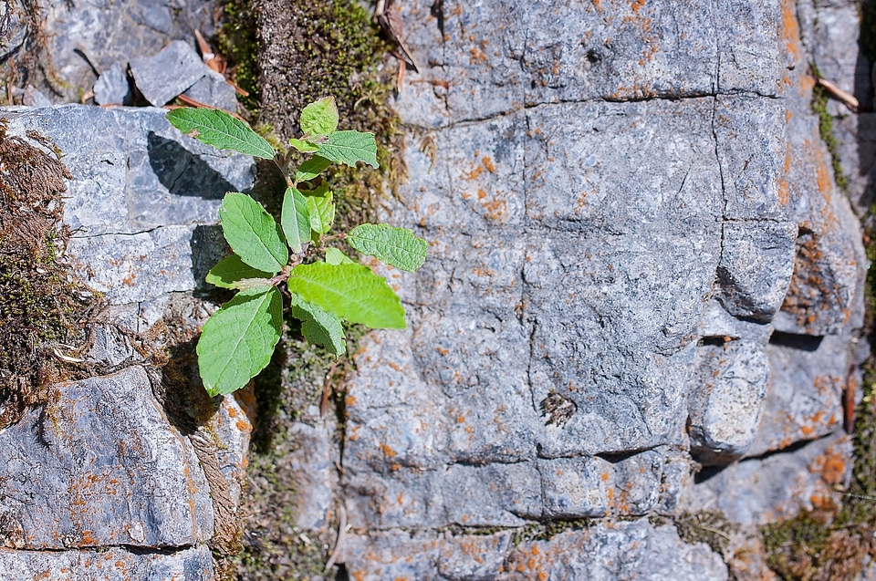 Leaves fouling plant