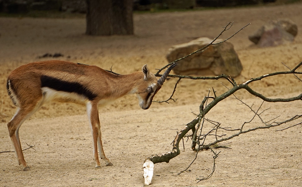 Springbok horned zoo