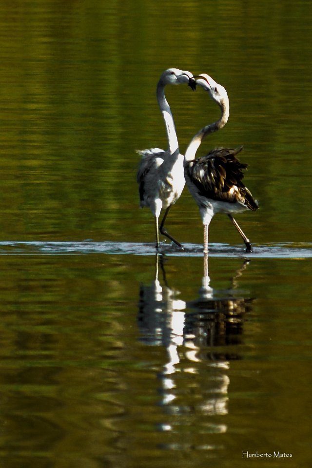 Flamingo (Phoenicopterus roseus)