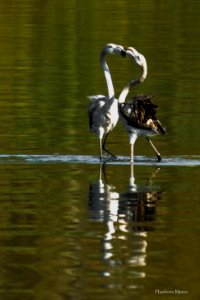 Flamingo (Phoenicopterus roseus)