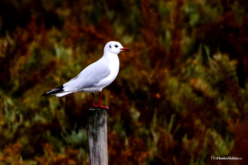 Guincho-comum (Larus ridibundus)