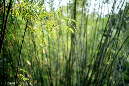 交大美景 / 百竹園 photo