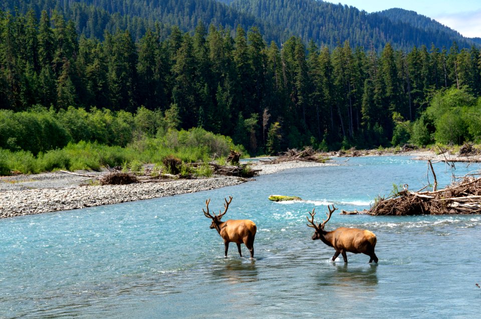 Olympic National Park
