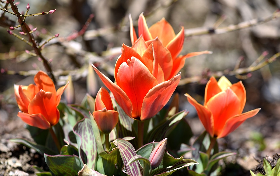 Red early bloomer spring flowers