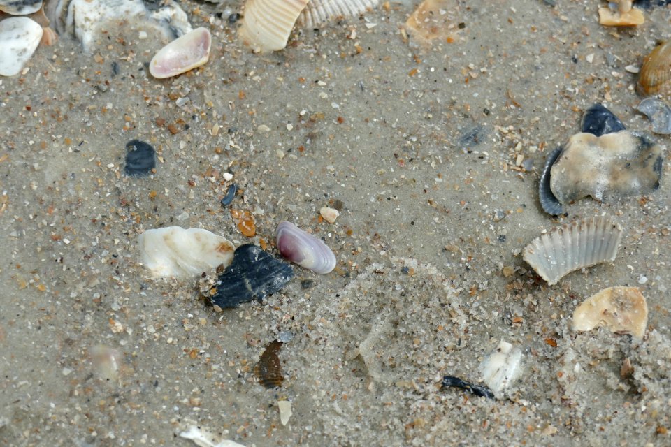 03-16-21-SHELLS-P1880780