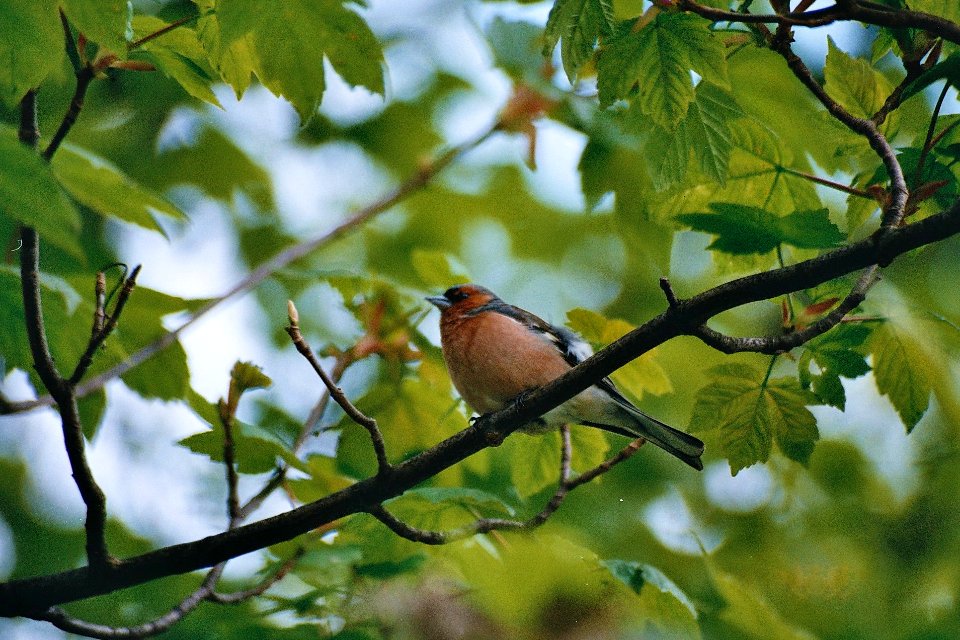 Chaffinch