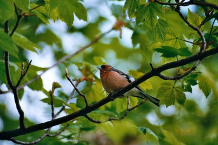 Chaffinch