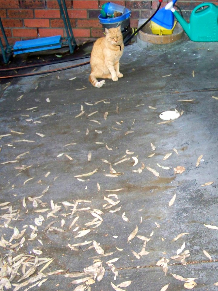 Will the cat sweep the driveway? Thought not!