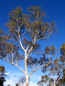 Gum tree