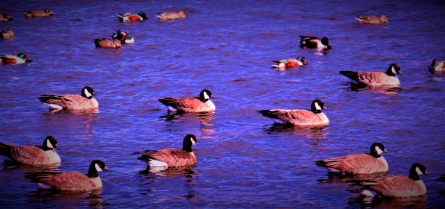 Geese in Motion
