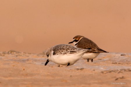 Pilrito-das-praias ou Sanderlingo Colidris alba e Borrelho-de-coleira-interrompida Charadrius alexandrinus