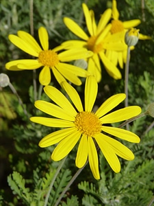 Yellow flowers yellow flower photo