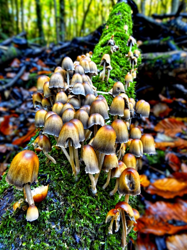 Shrooms