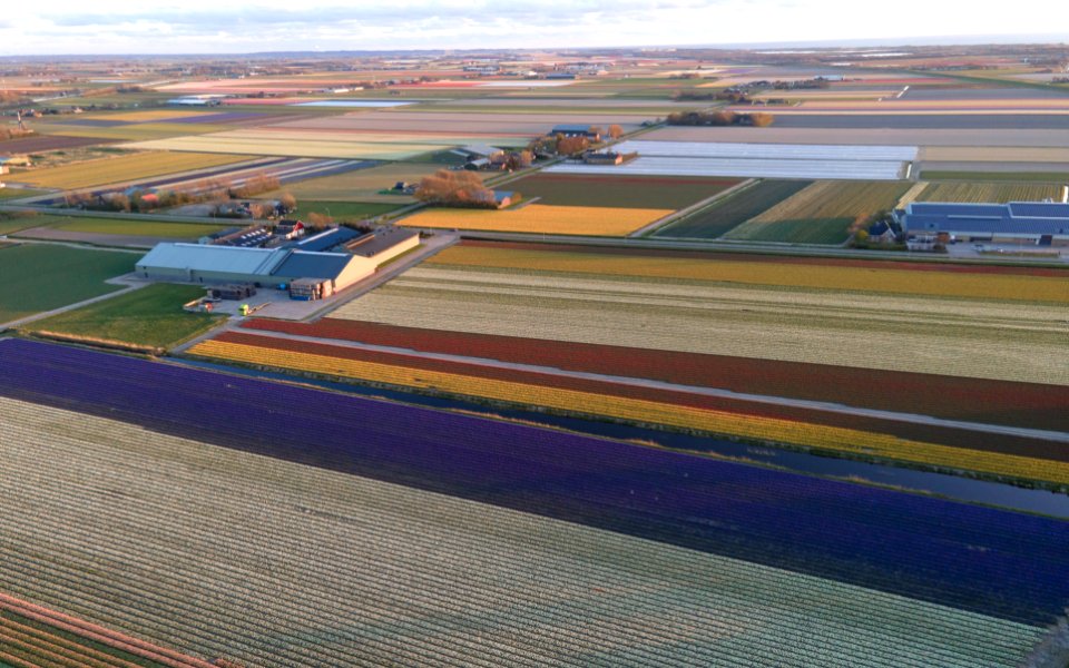 Drone Flowers
