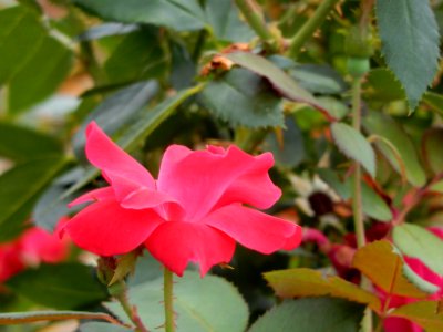 DSCN1045