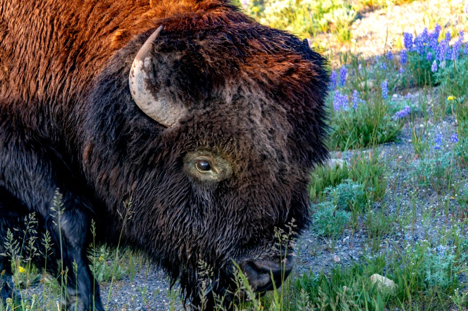 Bison