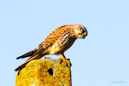 Peneireiro Falco tinnunculus