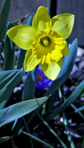 Daffodil in the Breeze