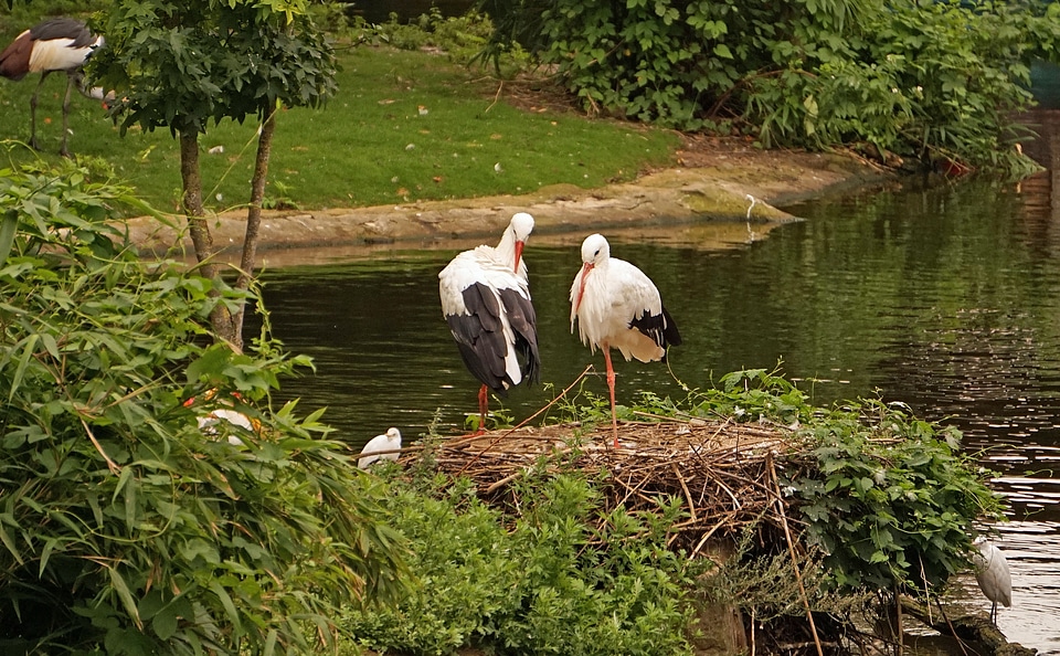 Bird rattle stork white stork