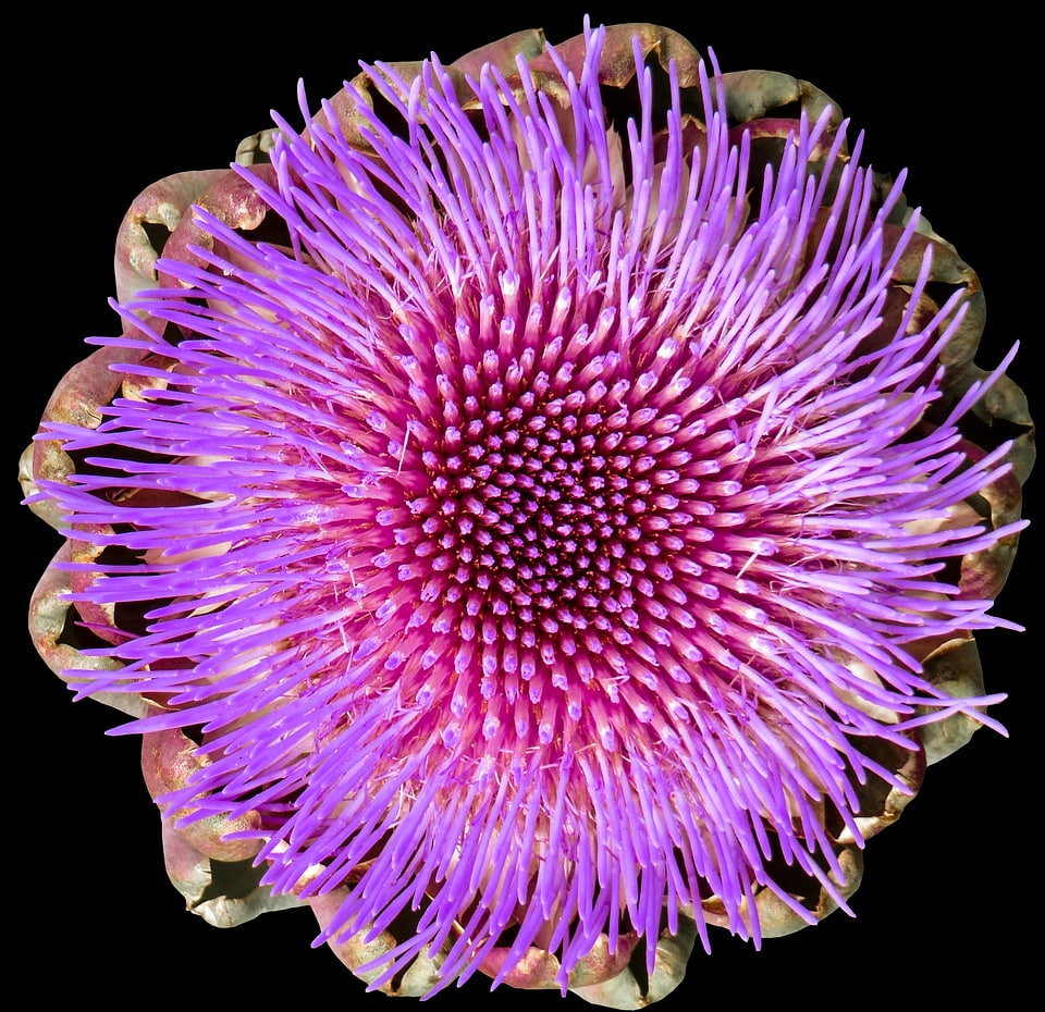 Bloom isolated purple