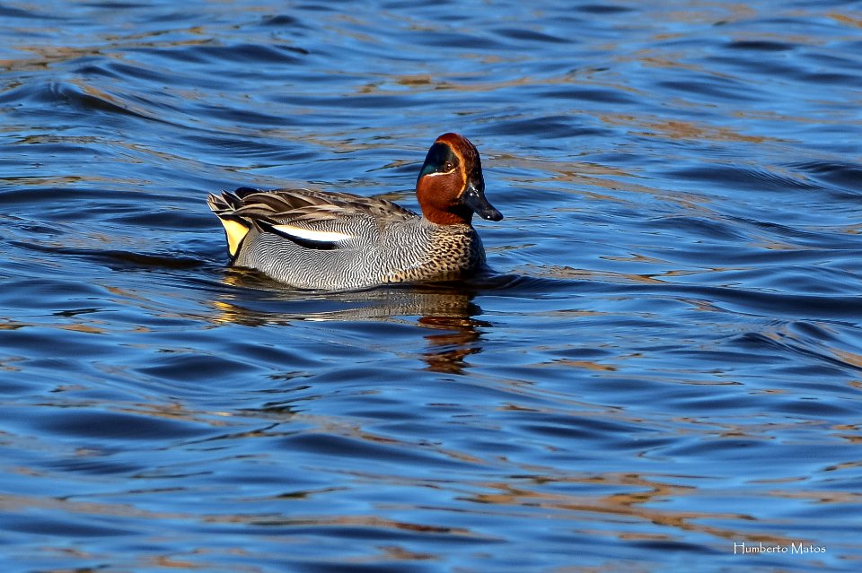 Marrequinha (Anas crecca)