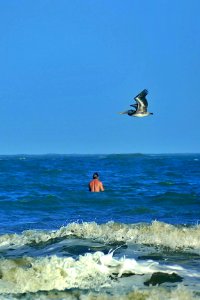 Ted and PelicanP1860804