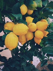 Citrus yellow organic photo