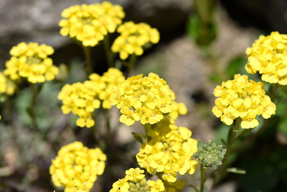 Stone herb yellow flower early bloomer
