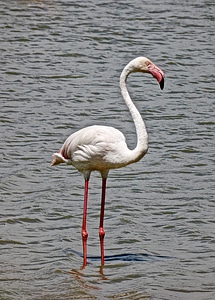 Wild wildlife exotic