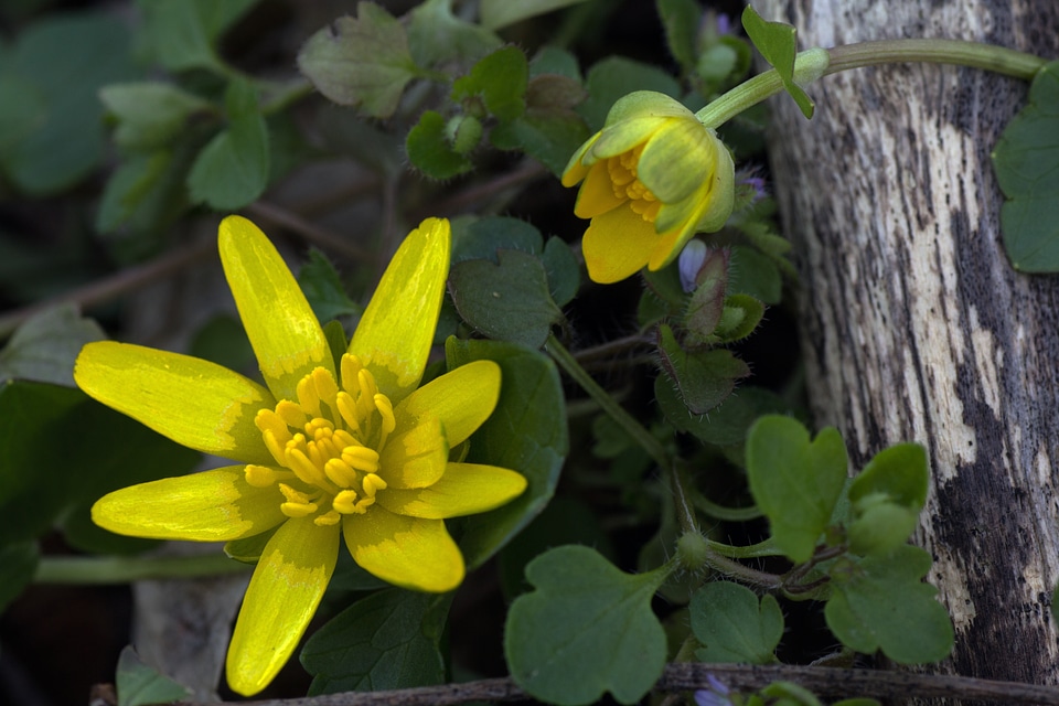Close up spring flower macro
