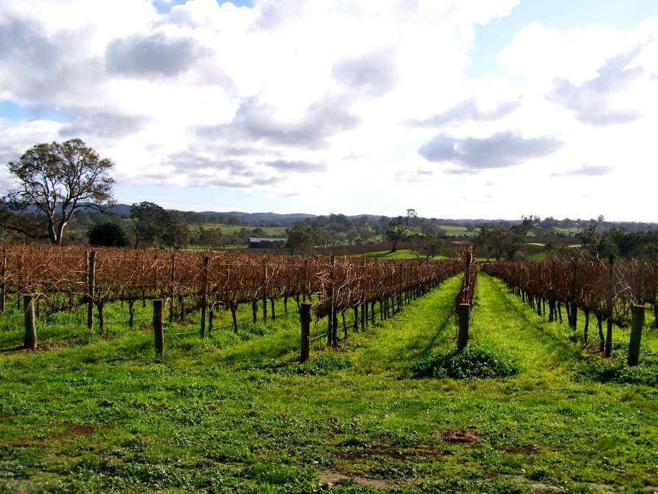 Grapevines, South Australia