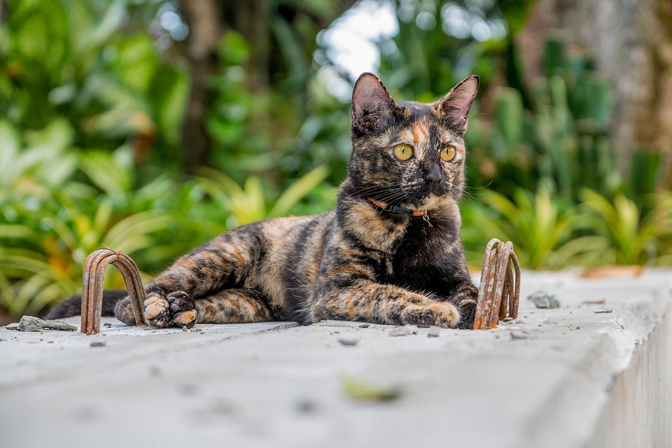 Cat cat thailand parks