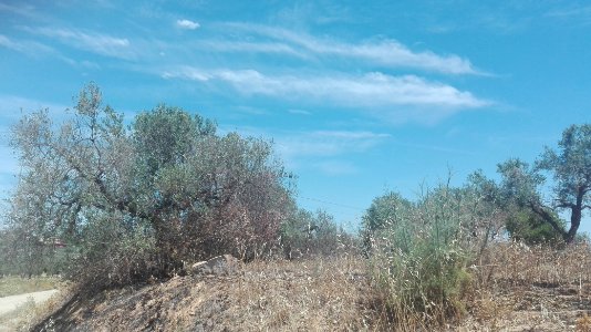 Olivar en Valencina de la Concepción, Sevilla photo