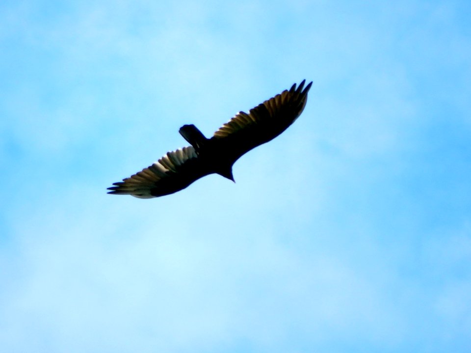 DSCN0778