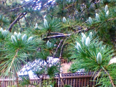 little cones