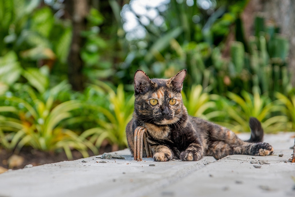 Cat cat thailand parks