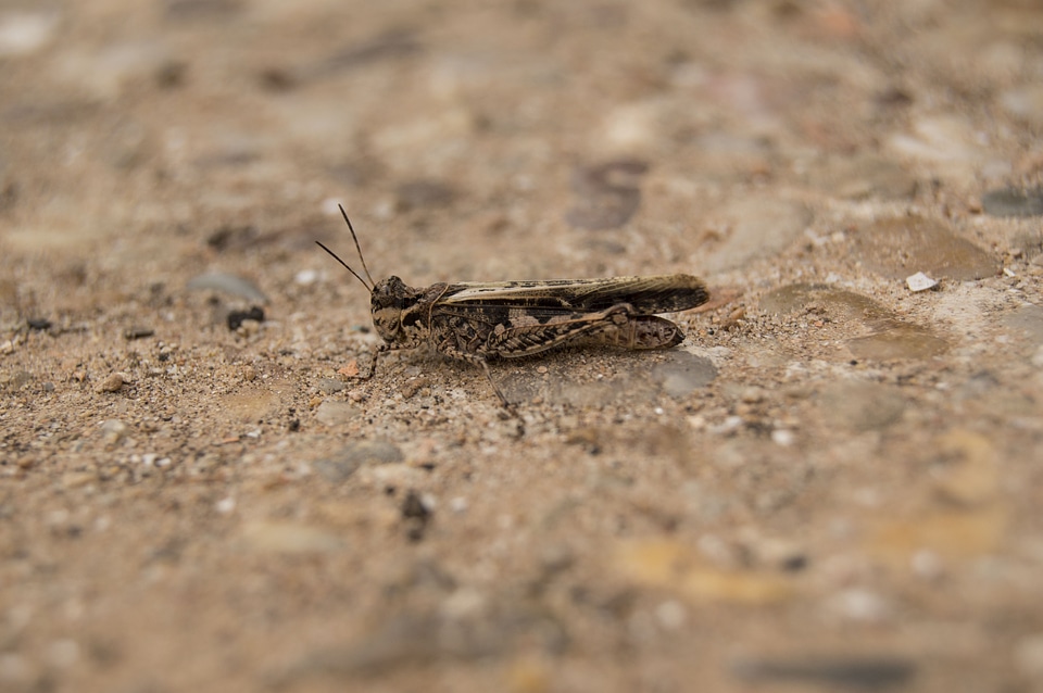 Insect pardo small