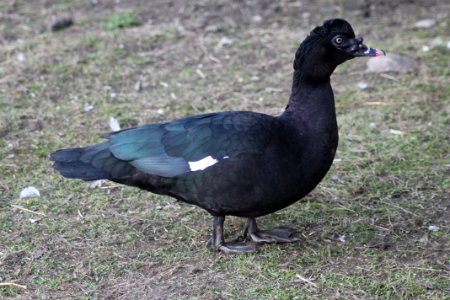 "Wild" Muscovy duck, male. (Cairina moschata) photo