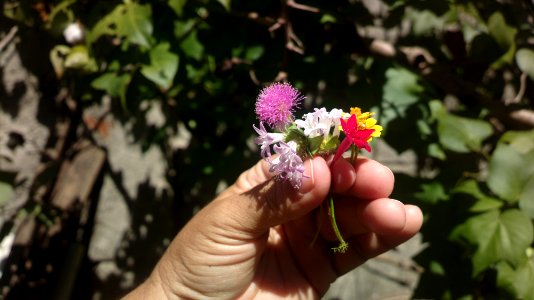 Pequenas Flores de 'mei' de rua