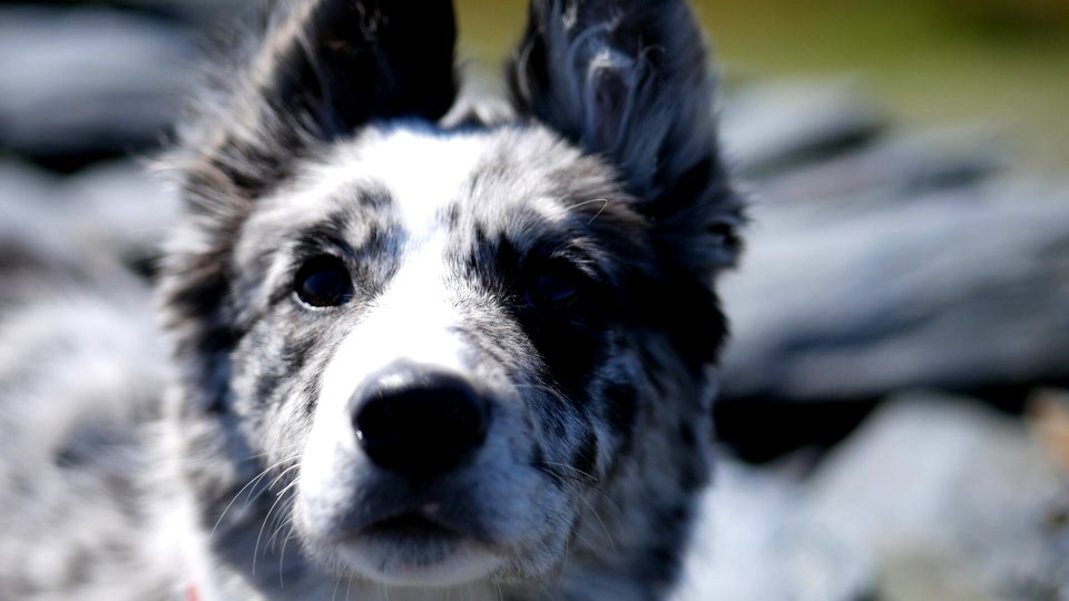 Border Collie puppy