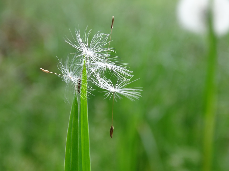 Seed nature green