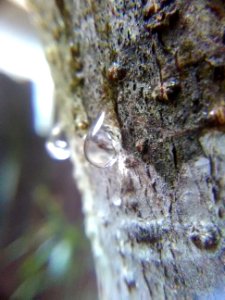 Rainy Day Micro Photos