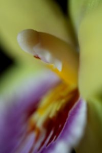 CAMILLE MORENOS - orchidée phallique