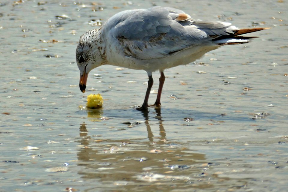 03-16-21-SEAGULL EAT APPLE-P1880798