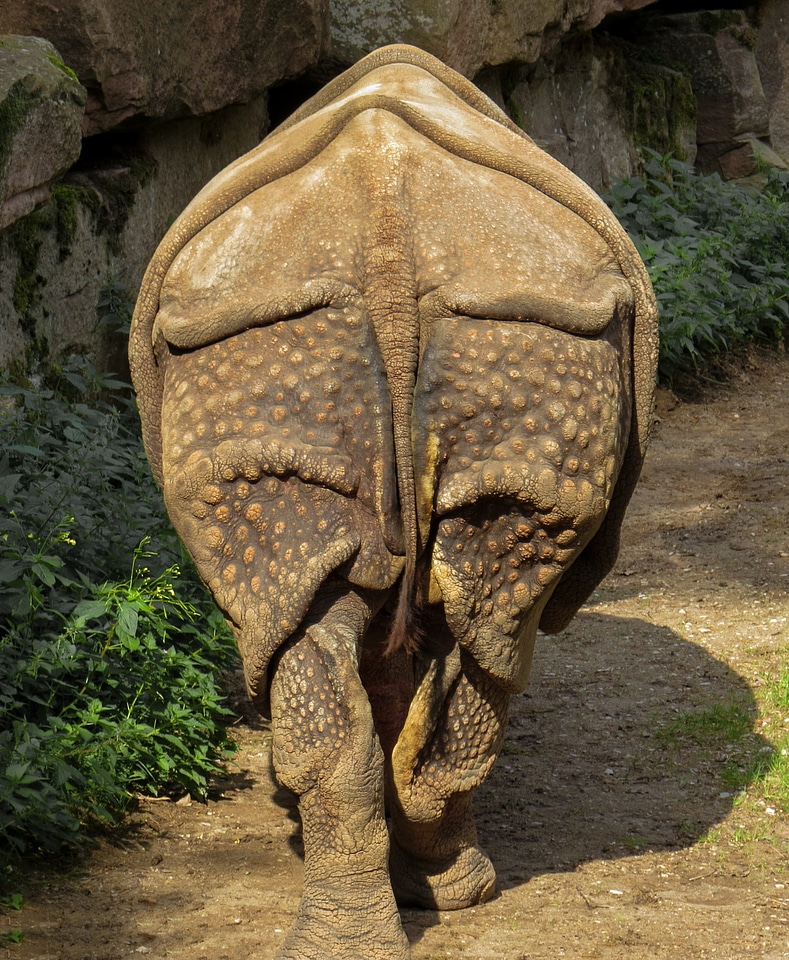 Big game close up frontal