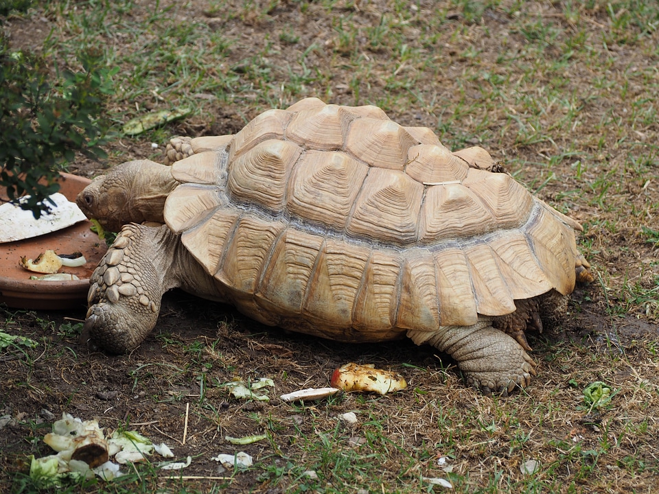 Reptile animal eat