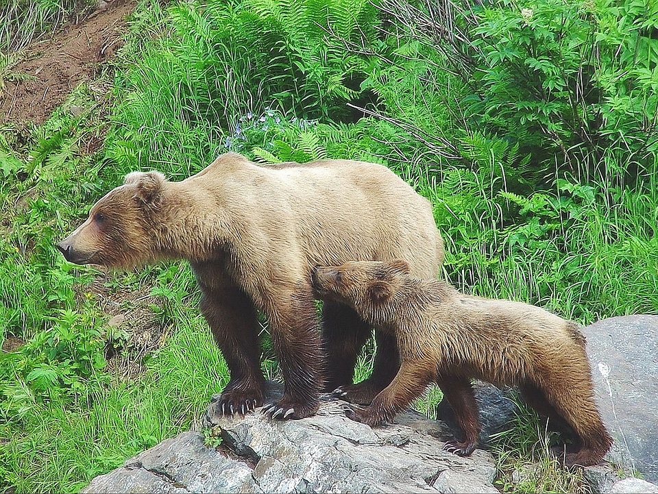 Mother animal nature