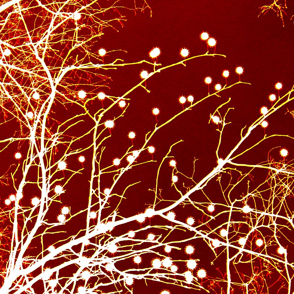 Fire Flowers