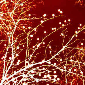Fire Flowers